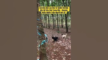 Hai Chú Chó Lao Vào Tử Chiến Với Rắn Độc Để Cứu Chủ Trong Rẫy – Khoảnh Khắc Khiến Triệu Người Rơi Lệ