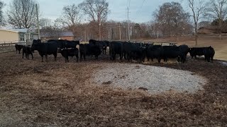 Farming and mental health awareness. I'm glad to be back to almost 100%!!! by Long Farms 108 views 5 months ago 3 minutes, 38 seconds