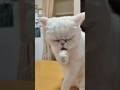 例のボートのダンス、猫がやってみた結果…ｗｗｗ#猫 #cat