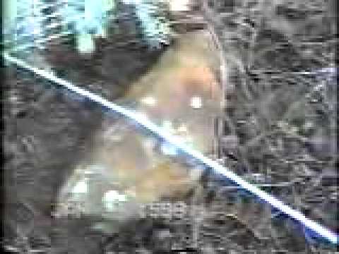 Jeep Winching a Fridge