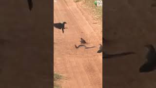 Birds attacks Snake wild birds youtubeshorts snakevideo