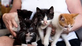 How to prevent unwanted pregnancy in cats