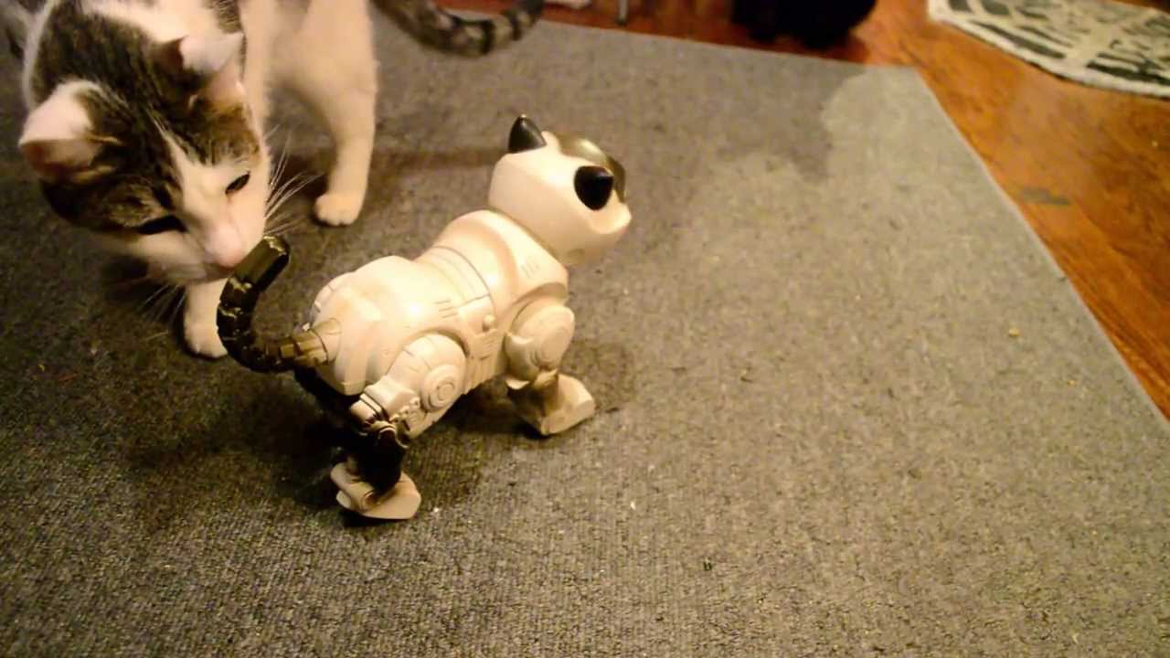 Cat Robot - YouTube