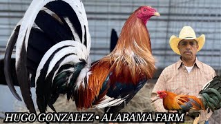 Alabama Hugo Gonzalez - Feeding Time Free Range Shape Chicken Coop Indoor Outdoor Breeding Pens