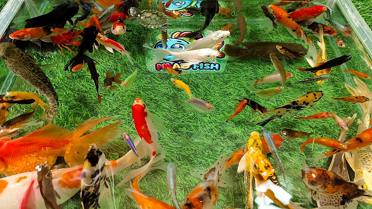 Unboxing Ikan Hias Warna Warni, Tangkap Ikan Hias Mas Koki, Ikan Koi, Ikan Oscar, Ikan Glofish
