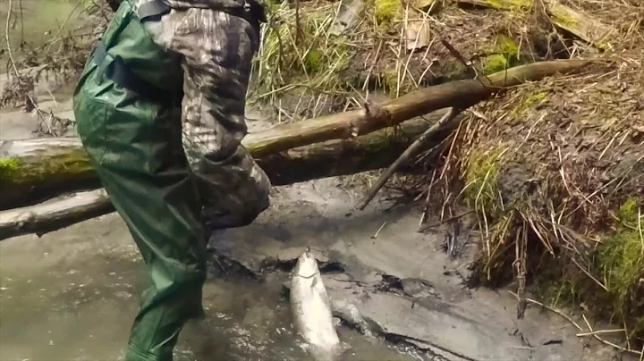 Amy Spring Steelhead Opener on the Ganny