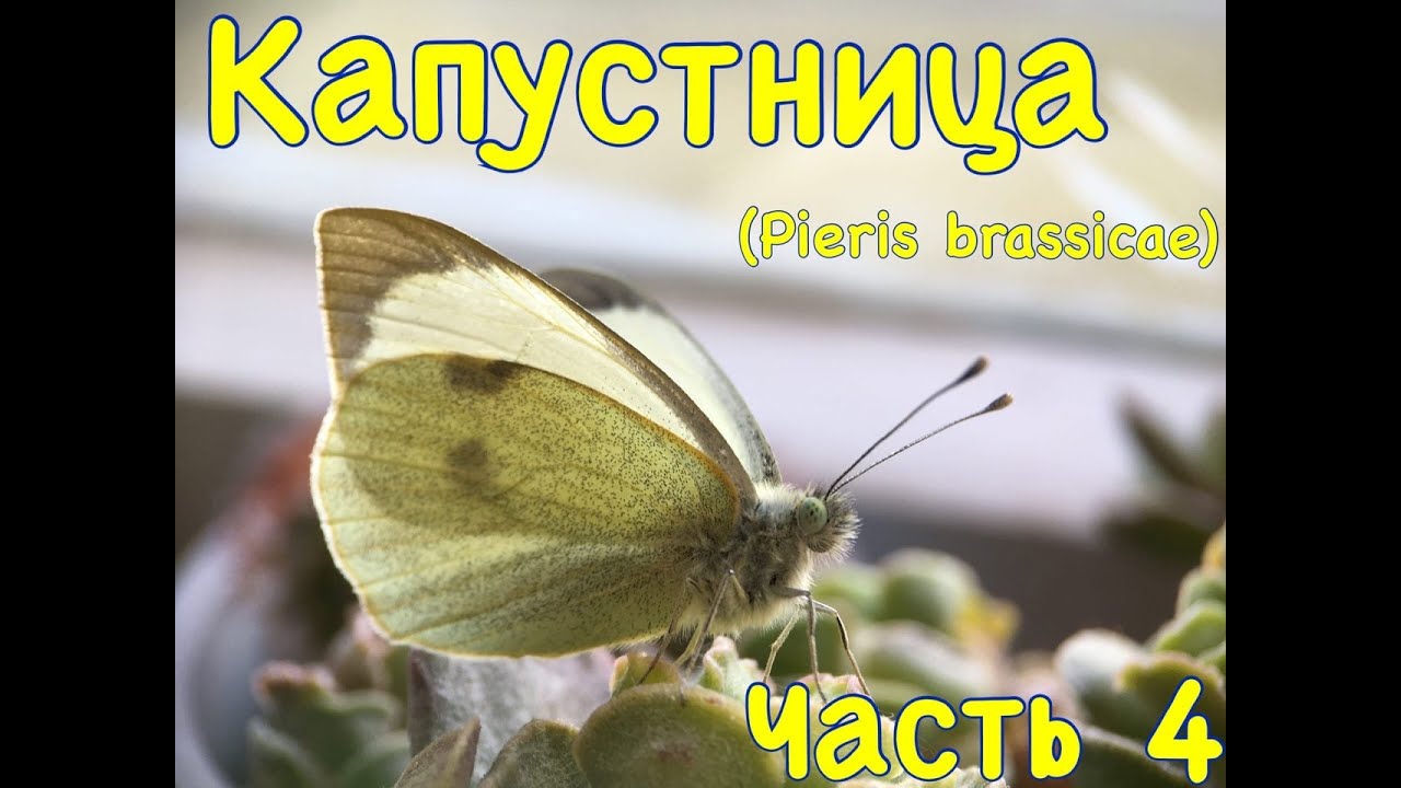 Капустница (Pieris brassicae). Часть 4