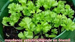 Saksıda Maydanoz Yetiştirme Püf Noktaları