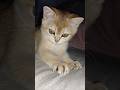 Playful Elya #elya #fantik #cat #kitten #like #shorts
