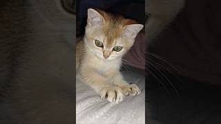 Playful Elya #elya #fantik #cat #kitten #like #shorts