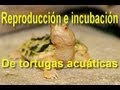 Reproducción de Tortugas e Incubadora Casera