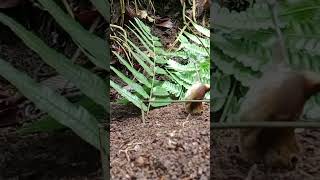 Download Lagu tutorial jerat jongkangan coklat #sorts #vidioshort #carapikat #birds #vidio #pikatranting MP3