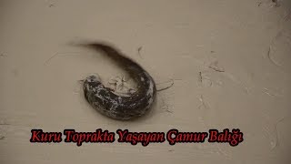 Kuru Toprak Altında Yaşayan Çamur Balığı