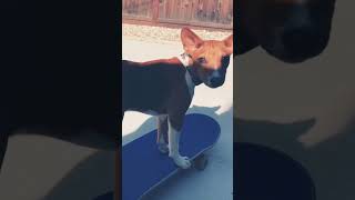 Basenji pup skate boarding #basenji #dog #basenjipuppy #puppy #skateboard #tricks #dogtraining