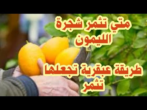 فيديو: اثمار شجرة الليمون - نصائح لتشجيع الفاكهة على أشجار الليمون