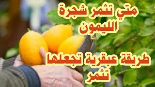 متي تثمر شجرة الليمون || طريقة عبقرية لجعل شجرة الليمون تثمر عندك  2022 #قوم_ازرع