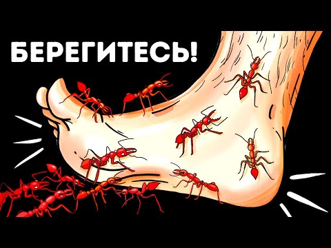 14 опасных насекомых, которые могут ползать у вас под ногами прямо сейчас!