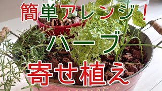 丈夫で手軽に栽培できるハーブ 寄せ植えでおすすめの品種 組み合わせ例をご紹介 暮らし の