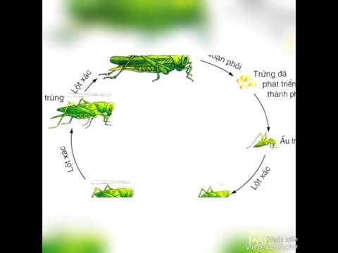 Video Vòng đời của Châu chấu - youtube