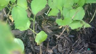 Download Lagu Wasp Exercising Wings MP3