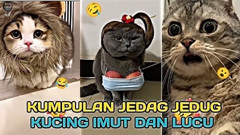 KUMPULAN JEDAG JEDUG KUCING LUCU DAN MENGEMASKAN 😂🔥
