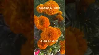 Flori de vara in Gradina lui Alex #flower #natura #nature #cactus #gradina