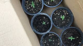 Uk gorilla grow autos ep1