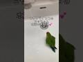 水浴び大好き💕コザクラインコ#shorts
