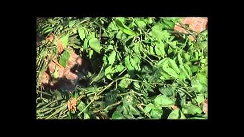 PTL Tet thanh minh cua nguoi dan toc Tay, Nung