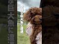 【初お出かけ】最初は怖かったけど…アイスにドッグラン、お空も飛んだ最高の一日！ #トイプードルブリーダー