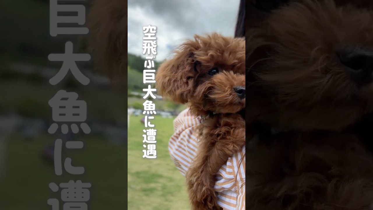 【初お出かけ】最初は怖かったけど…アイスにドッグラン、お空も飛んだ最高の一日！ #トイプードルブリーダー