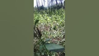 Memikat pleci flavus langsung dapat 33.mantap