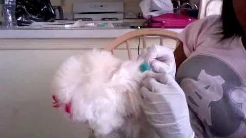 Is hair chalk poisonous to dogs?