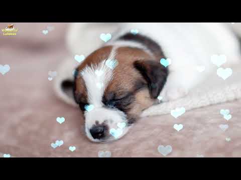 Super Relaxing Sleep Music For Your Dog ♫ Calm Your Puppy Effectively Within A Few Minutes