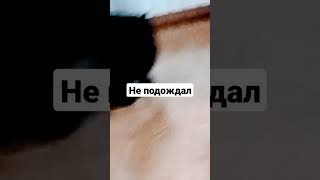 Не подождал