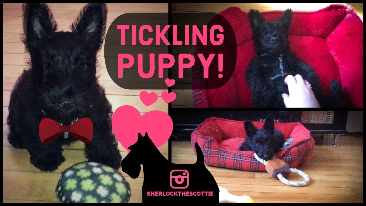 Tickling puppy | Oct 20-22 | Sherlock the Scottie