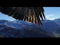Phantom 3  get kidnapped by two eagles