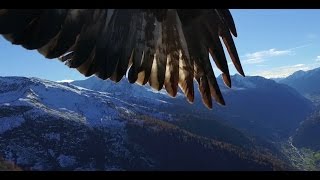 Phantom 3  get kidnapped by two eagles(2 eagles attack Phantom 3 professional