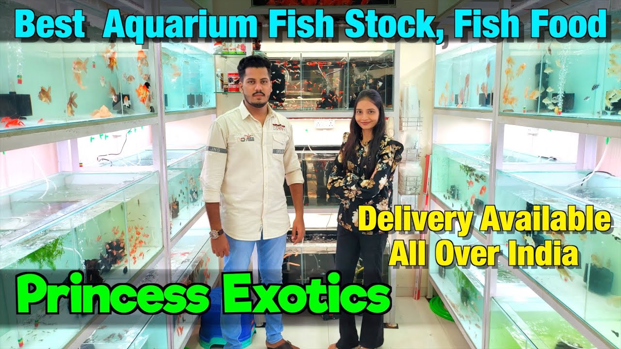 BEST Fish Stock at Princess Exotics Delivery Available All Over India