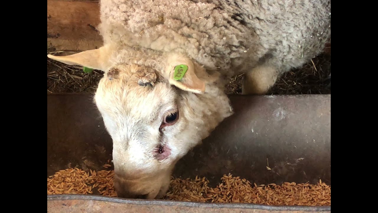 Последний выпуск 2021 г.