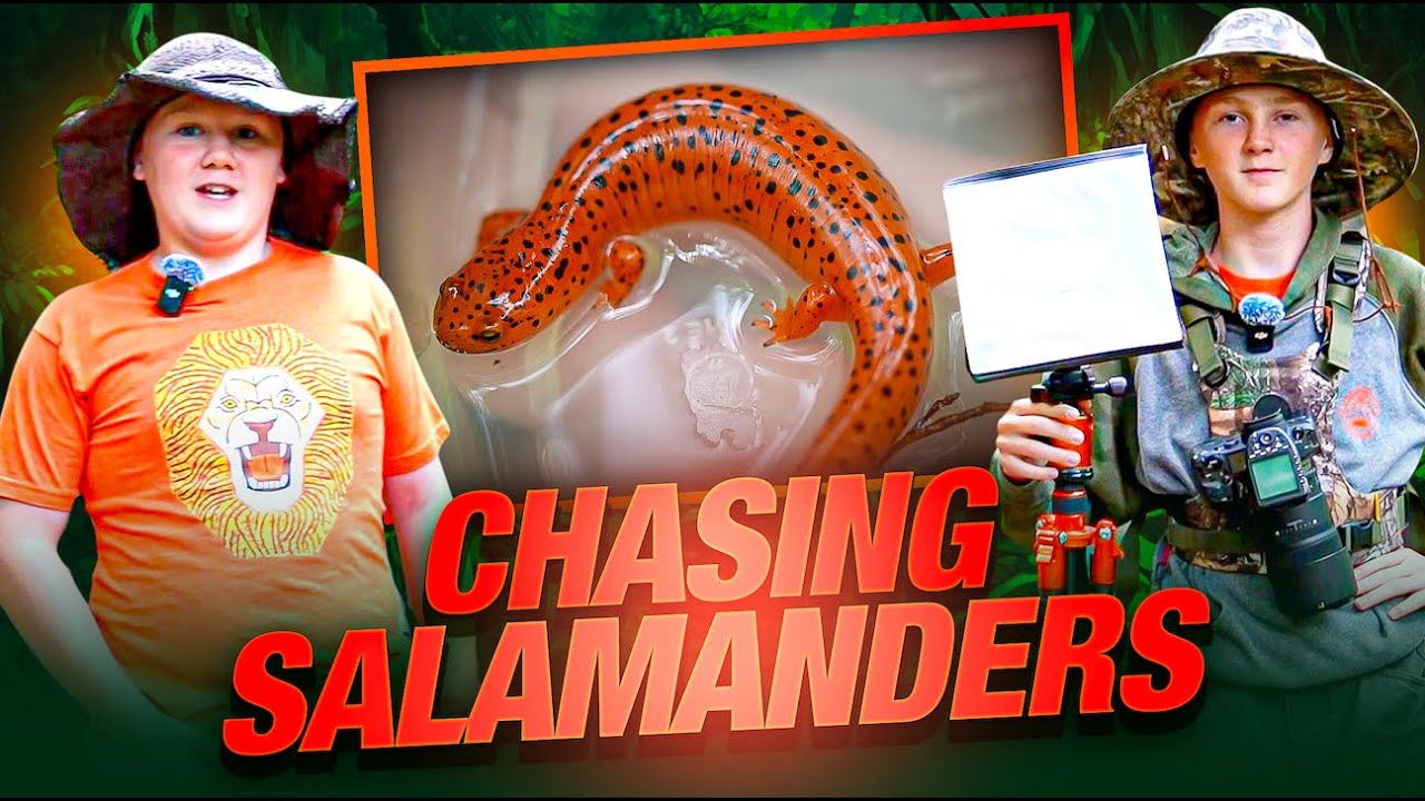 Rare Salamander Finds in Great Smoky Mountains National Park