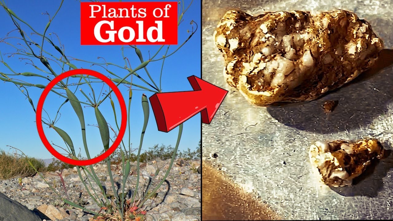 🌿 The Secret Plant That Reveals GOLD Nuggets! 🌟