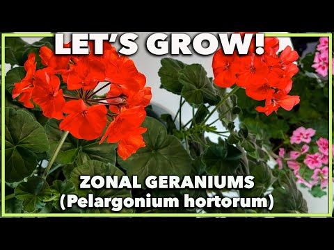 Video: Geraniums binnenin kweken – Hoe zorg je voor geranium als kamerplant