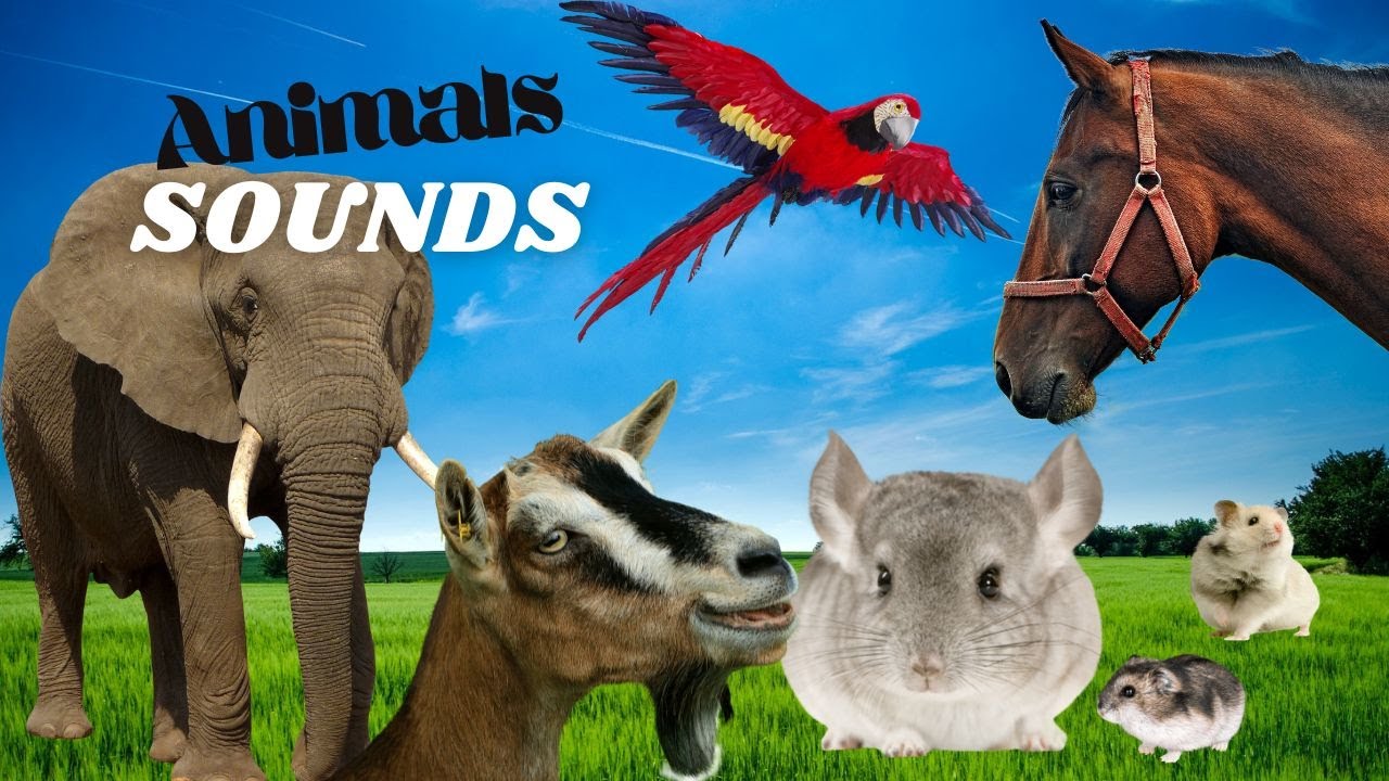ANIMAL NOISES Sounds of Cows, Lions, Seagulls, Goats, Tigers 20