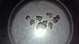 “Unusual Night Encounter Frogs Gather Around a Millipede!”