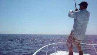 Insane Topwater action on BIG bluefin tuna