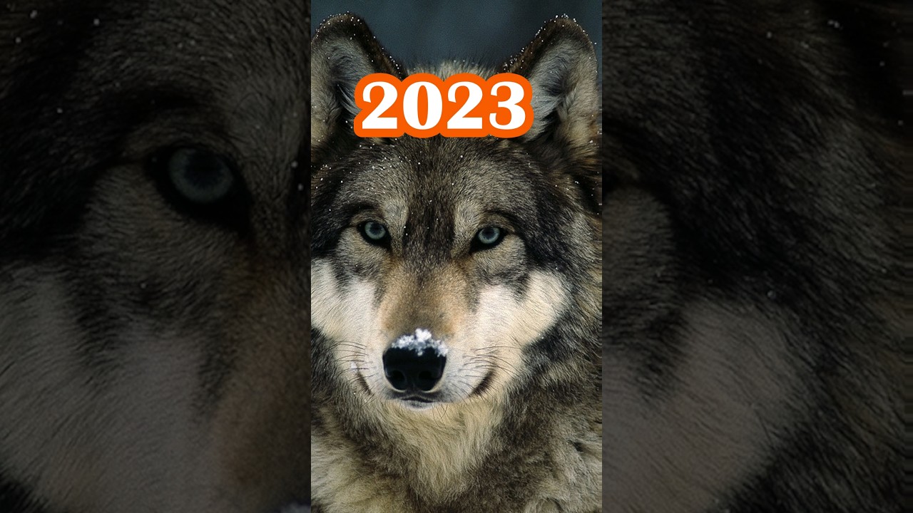 The normal wolf and the werewolf ll mythical creatures ll