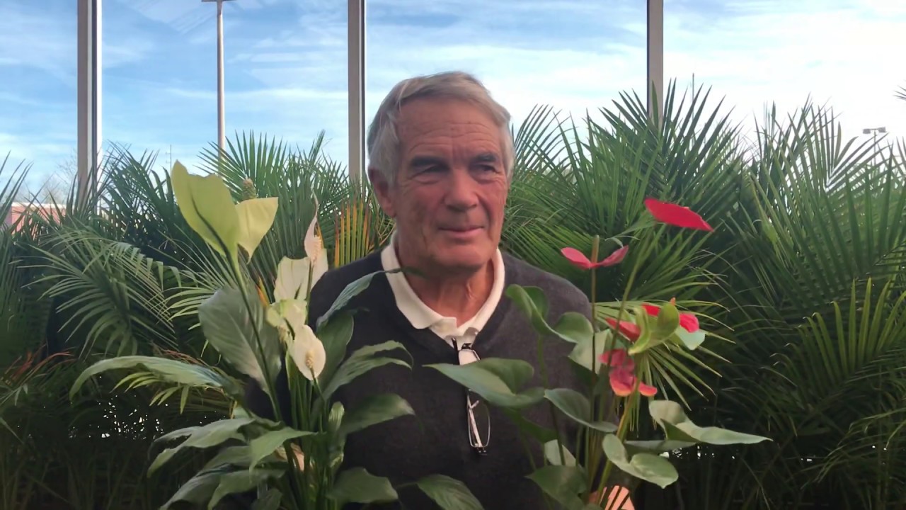 Plant Review: Peace Lily and Anthurium are Long-blooming Houseplants.