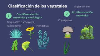 Sistemática y Taxonomía Vegetal