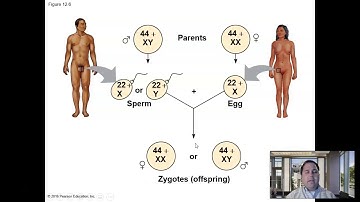 Chapter 12: Chromosomal Basis of Inheritance